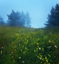 Path through a mysterious dark old forest in fog Royalty Free Stock Photo