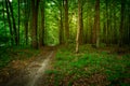 Path in the mysterious green deciduous forest Royalty Free Stock Photo