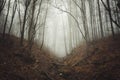 Path in mysterious haunted forest with fog Royalty Free Stock Photo