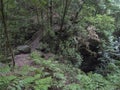Path at mysterious Laurel forest Laurisilva, lush subtropical rainforest at hiking trail Los Tilos, La Palma, Canary