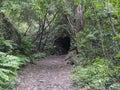 Path at mysterious Laurel forest Laurisilva, lush subtropical rainforest and tunnel at hiking trail Los Tilos, La Palma