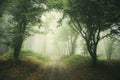 Path through mysterious magical forest with fog in Transylvania Royalty Free Stock Photo