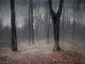 A path through a mystical misty forest