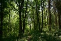 A path in a natural deciduous forest. Green grass. In the shade of trees