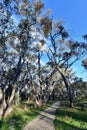 A path in a nature reserve near Bathurst, Australia