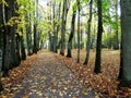 Path nd beautiful autumn trees, Lithuania Royalty Free Stock Photo