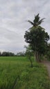 path near the paddy field