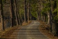 Path near Rouda and Olesnicky novy pond in sunset time in winter evening Royalty Free Stock Photo