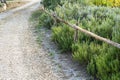 Path next to blossoming rosemary plants in the herb garden. Tuscany Italy Royalty Free Stock Photo