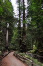 Path next to the brook in the deep forest