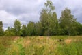 Path next to a young birch growing on a field