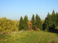 Path and beautiful autumn trees, Lithuania Royalty Free Stock Photo