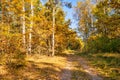 Path in the October autumn forest. Autumn scene on a clear sunny day Royalty Free Stock Photo