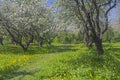 The path in an old abandoned apple orchard during flowering. Royalty Free Stock Photo