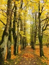 Path and old autumn trees, Lithuania Royalty Free Stock Photo