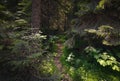 A path in the old dense forest on the island of Valaam Royalty Free Stock Photo