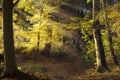 path in the old forest with beech trees, sunbeams shining through the golden autumn leaves