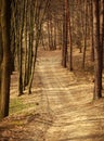 Path in old forest, road between trees Royalty Free Stock Photo
