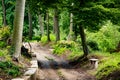 Path in the old green park. Beautiful peaceful Landscape. Preety scenic view of amazing Polish nature. Beautiful green summer Royalty Free Stock Photo