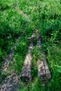 A path from old logs of trees, through reeds