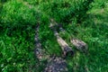 A path from old logs of trees