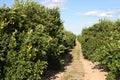 Path Through Orange Grove Royalty Free Stock Photo