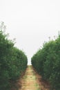 Rows of apple trees in the middle of apple orchard Royalty Free Stock Photo