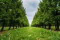 Path in an organic apple orchard with many rows of apple trees Royalty Free Stock Photo