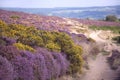 Path Over Purple Heather Moors Royalty Free Stock Photo