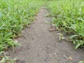 the path is overgrown with green grass on either side Royalty Free Stock Photo