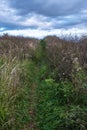 A path overgrown with tall dry grass against the background of a cloudy sky