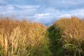 A path overgrown with tall dry grass against the background of a cloudy sky