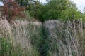 A path overgrown with tall dry grass against a background of green bushes Royalty Free Stock Photo