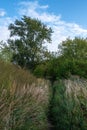 A path overgrown with tall dry grass against a background of green bushes