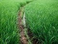 Path between paddy field