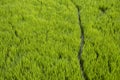 Path Between of paddy Plant in the Field