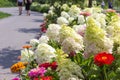Path in park along flowerbed with white hydrangeas and red zinnias Royalty Free Stock Photo
