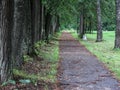 Path in lime avenue