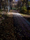 The path in the Park, covered with fallen autumn leaves