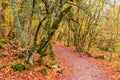 a path in the park, covered with fallen red leaves Royalty Free Stock Photo