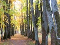 Path in park and old autumn trees, Lithuania Royalty Free Stock Photo