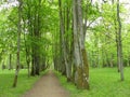 Path in park and old trees in spring , Lithuania