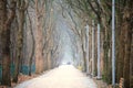An endless path in the park with two rows of trees - winter season Royalty Free Stock Photo