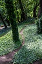path in the park in summer Royalty Free Stock Photo