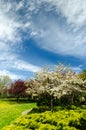 Crabapple trees in full bloom. Royalty Free Stock Photo