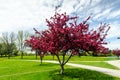 Crabapple trees in full bloom. Royalty Free Stock Photo