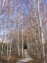 A birch is a thin-leaved deciduous hardwood tree of the genus Betula in the family Betulaceae, which also includes alders, hazels,