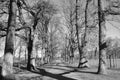 Monochromatic shots of nature. Trees are bare and the shadow of these trees strikes on the ground Royalty Free Stock Photo