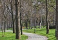 Path in the park among trees and grassy lawns