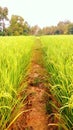 The path passes through flowering rice fields leading to natural beauty Royalty Free Stock Photo